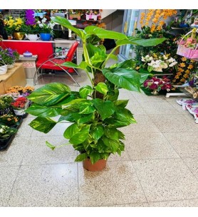 Saksı Çiçeği Sarmaşık Boylu